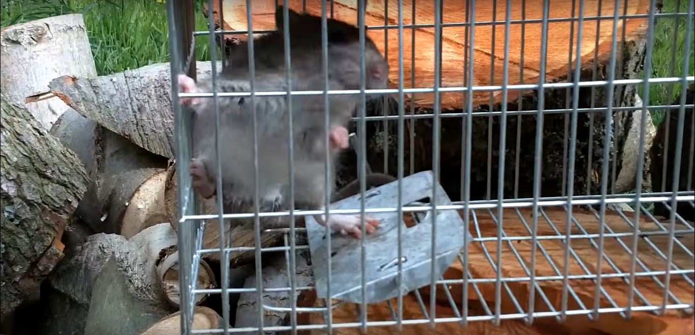 Why do Rats Die Inside Houses?